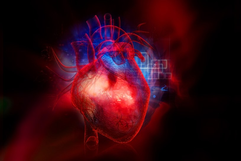 Czy kiedyś uda się zregenerować serce po zawale? /123RF/PICSEL
