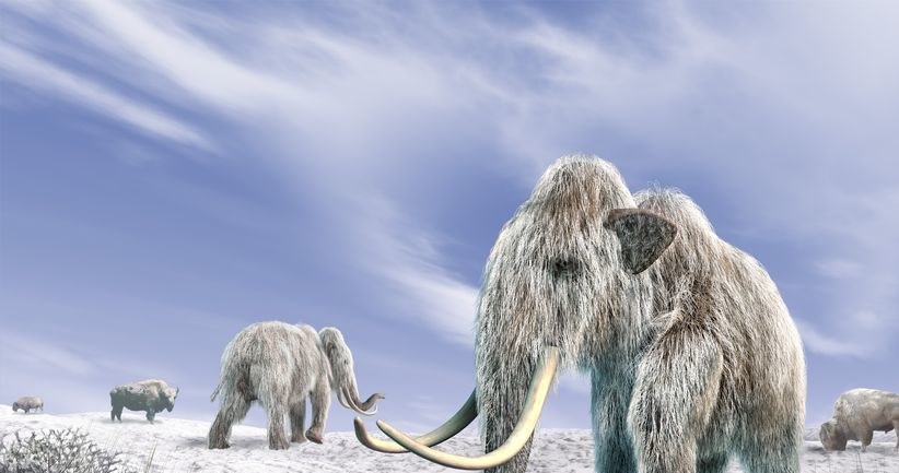Czy kiedyś ujrzymy na własne oczy mamuta włochatego? /123RF/PICSEL