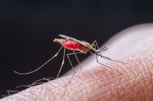 Czy komary stają się coraz bardziej niebezpieczne?