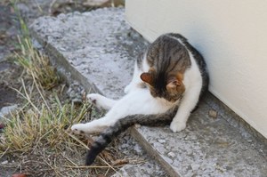 Czy kot jest gatunkiem inwazyjnym?