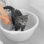Czy kota trzeba kąpać czy wystarczy że się sam myje? Opiekunowie muszą to wiedzieć 