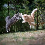 Czy koty biją się, czy bawią? Tak rozpoznasz agresję między mruczkami