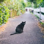 Czy koty mogą nas zarazić ptasią grypą? Zwróć uwagę na te objawy
