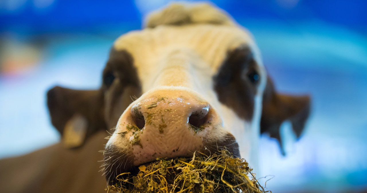 Czy krowy kiedyś będą największymi zwierzętami jakie znamy? /AFP