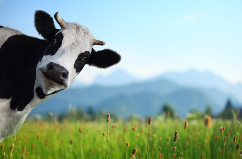 Czy krowy mogą wykrywać trzęsienia ziemi? /123RF/PICSEL