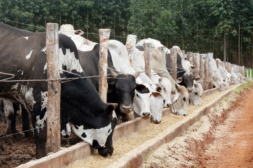 Czy krowy pomogą nam w walce z HIV? /AFP