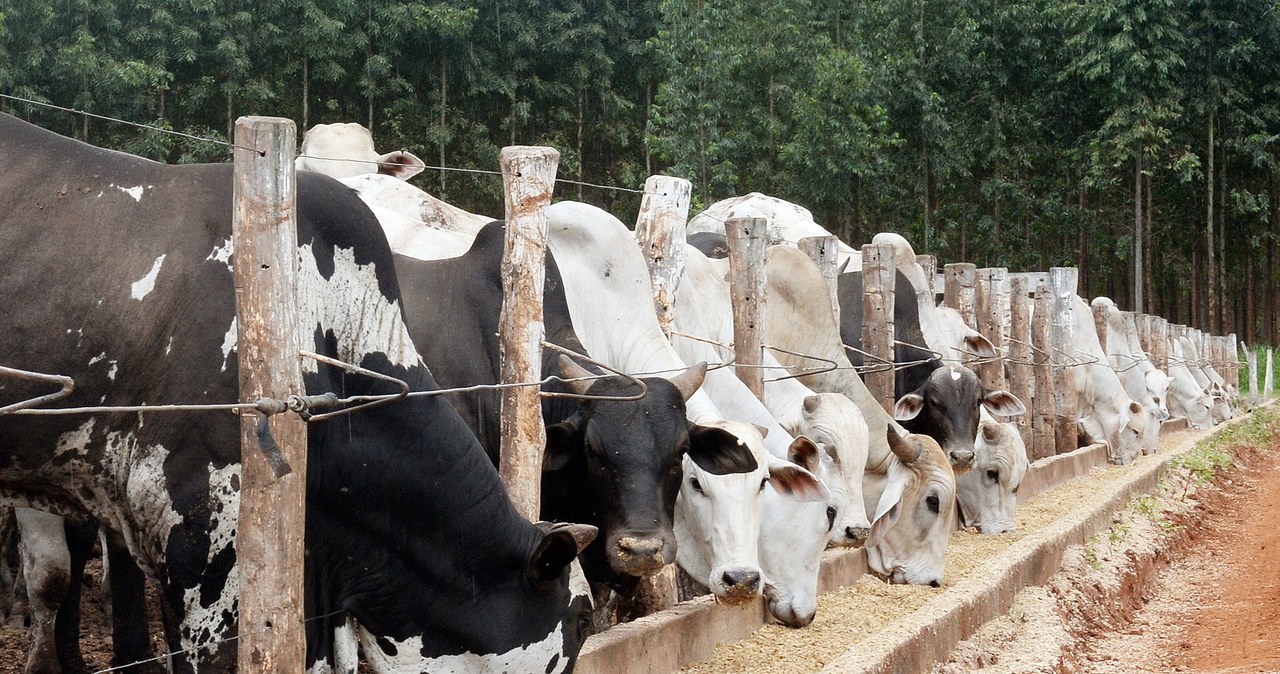 Czy krowy pomogą nam w walce z HIV? /AFP