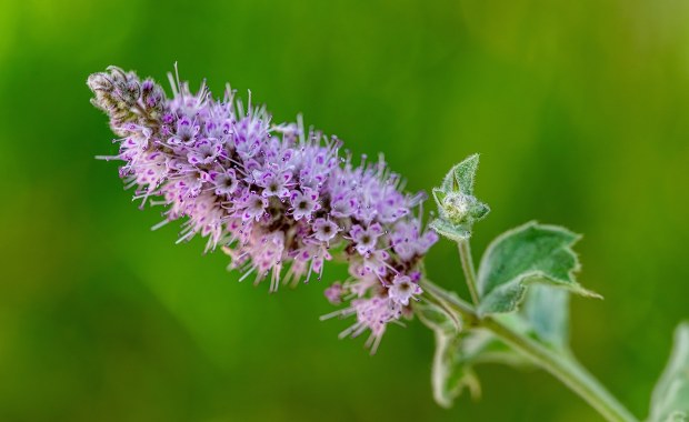 Czy kwitnąca mięta jest trująca? Sprawdź, zanim dodasz ją do herbaty!