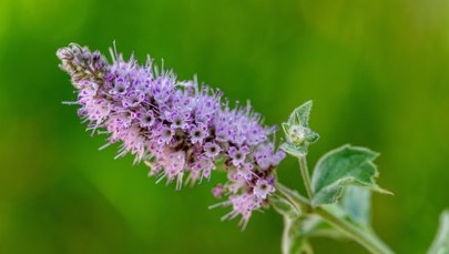 Czy kwitnąca mięta jest trująca? Sprawdź, zanim dodasz ją do herbaty!