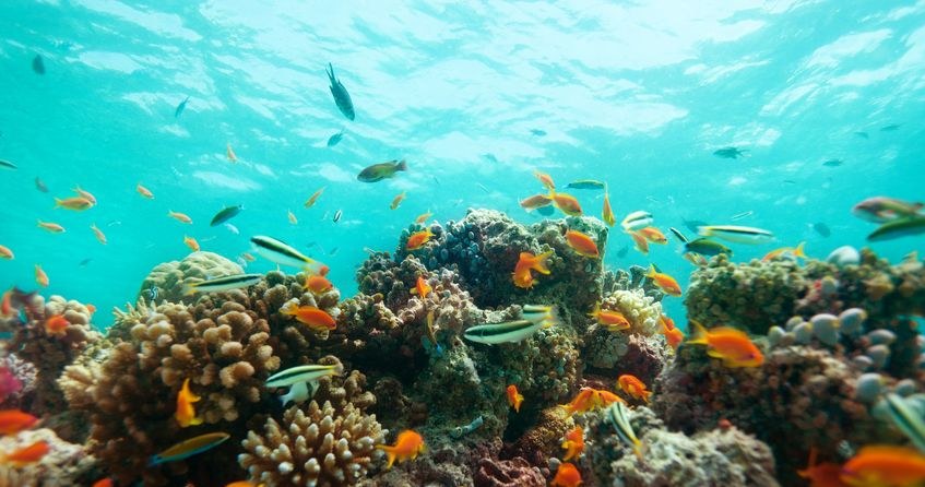 Czy lek chroniący przez zakażeniem wriusem HIV kryje się w rafach koralowych? /123RF/PICSEL