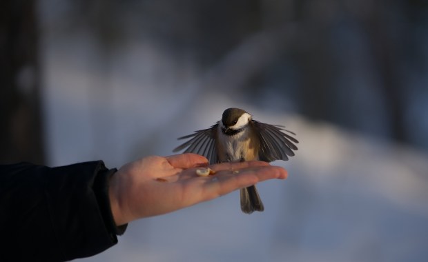 Czy Leśne Pogotowie w Mikołowie przestanie istnieć? Zagraża mu budowa linii kolejowej związanej z CPK