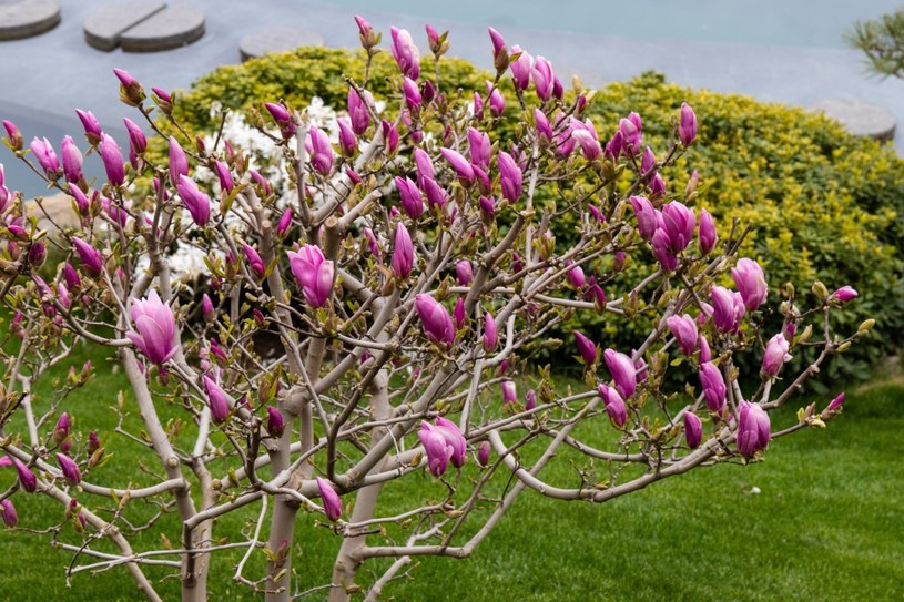 Czy magnolia może dwukrotnie zakwtinąć? /Pixel
