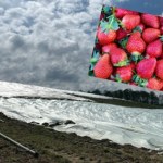 Czy majowe przymrozki wpłyną na ceny truskawek?