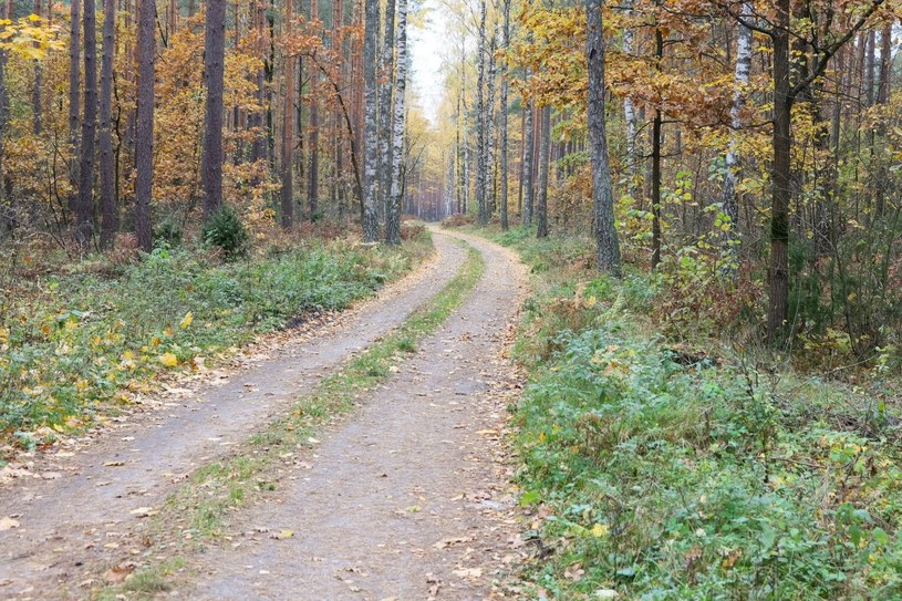 Czy możemy wjechać samochodem do lasu? /Wojciech Olkuśnik /East News