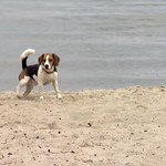 Czy można iść z psem na plażę? Oto co mówią przepisy i dobre maniery