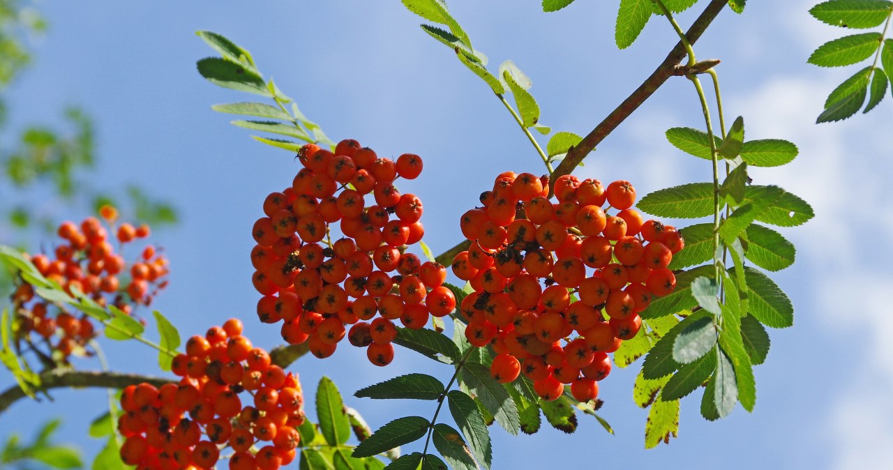 Czy można jeść jarzębinę? Tak, ale pod jednym warunkiem /Marek BAZAK/East News /East News