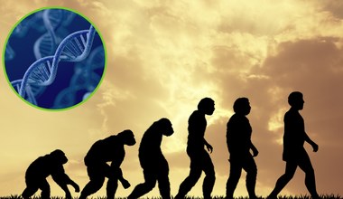 Czy można już mówić o nowej ścieżce ewolucji człowieka? Sensacyjne odkrycie
