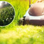Czy można kosić trawę usianą kroplami deszczu? Kategoryczna odpowiedź ogrodników