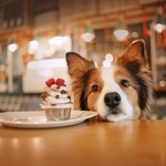 Czy można wejść z psem do restauracji? Sanepid nie ma wątpliwości