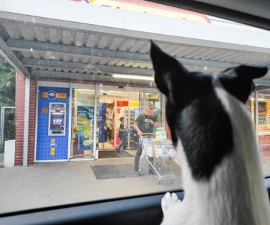 Czy można wejść z psem do sklepu? Czy grozi za to jakaś grzywna?
