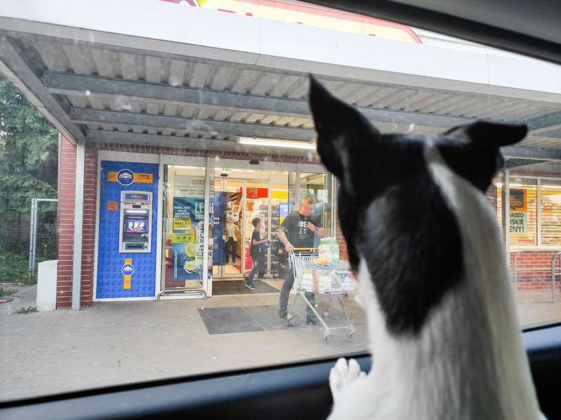 Czy można wejść z psem do sklepu? /Piotr Kamionka /East News