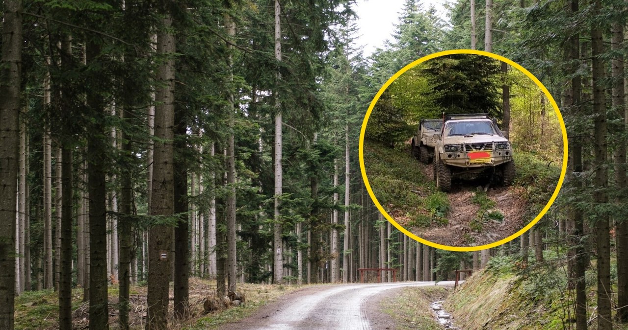 Czy można wjeżdżać autem do lasu? /Mateusz Grochocki /East News