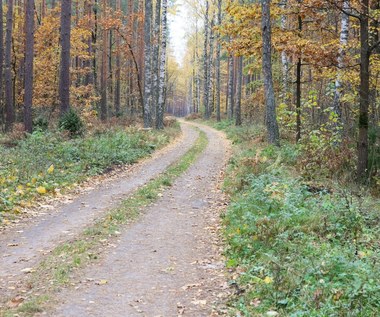 Czy można wjeżdżać samochodem do lasu? Lepiej uważać