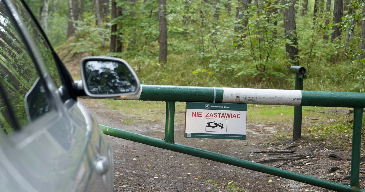 Czy można wjeżdżać samochodem do lasu /Stanisław Bielski /Reporter