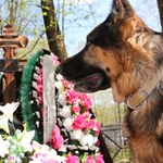 Czy można zabrać psa na cmentarz? A do sklepu? Co mówią przepisy? 