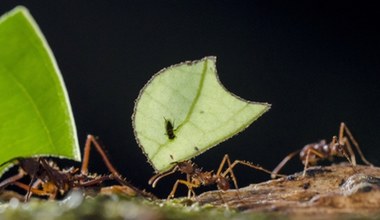 Czy mrówki jedzą mszyce? Specyficzne połączenie