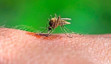 Czy mroźna zima wytępiła komary w Polsce? Naukowczyni mówi jasno