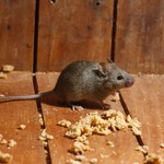 Czy myszy, ryjówki i nornice zapadają w sen zimowy?