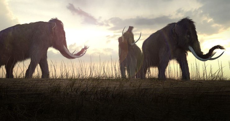 Czy na mamuty ludzie polowali w Ameryce już ponad 30 tys. lat temu? /123RF/PICSEL