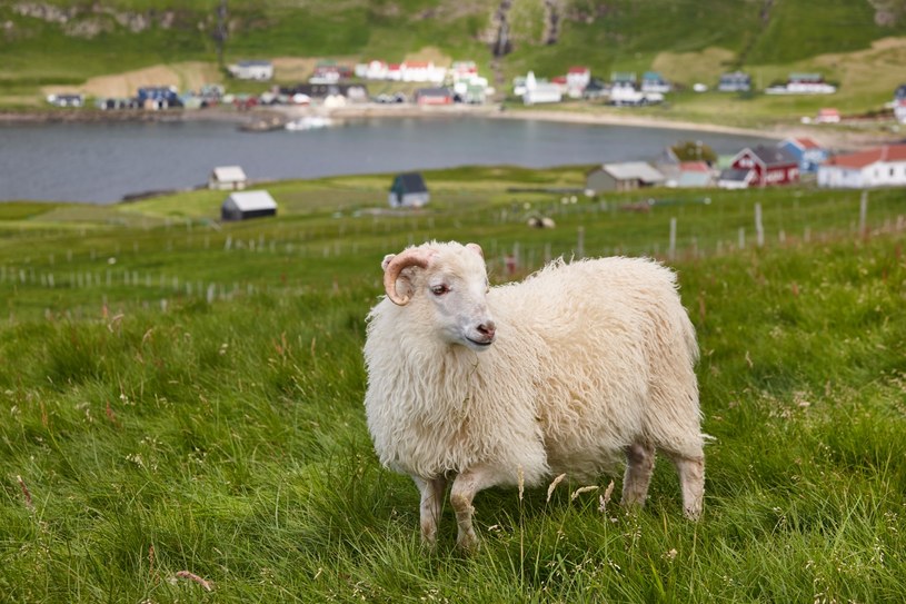Czy na Wyspach Owczych jest dużo owiec? /123RF/PICSEL