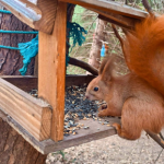 Czy należy dokarmiać wiewiórki? Nawet przyrodnicy nie są zgodni