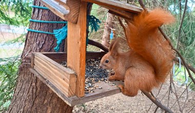 Czy należy dokarmiać wiewiórki? Nawet przyrodnicy nie są zgodni