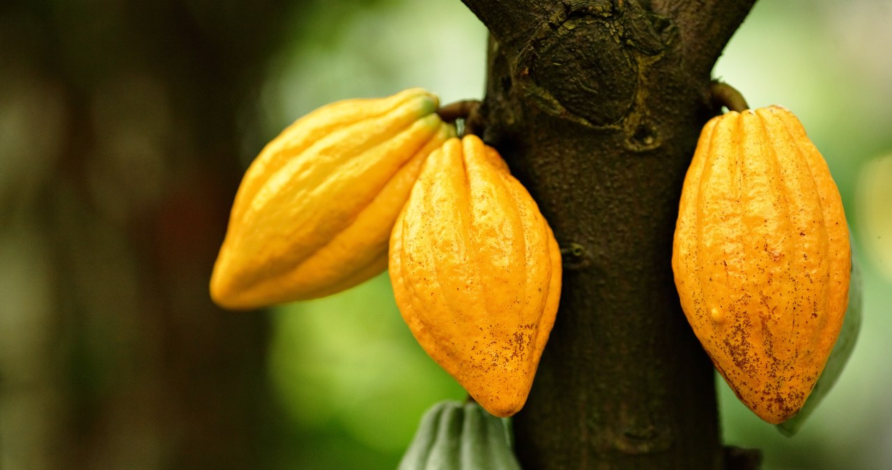 Czy naukowcom uda się uratować kakaowce? /123RF/PICSEL