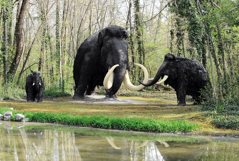 Czy naukowcom uda się wskrzesić mamuty? /123RF/PICSEL
