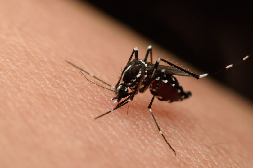 Czy naukowcom wkrótce uda się okiełznać wirusa Zika? /123RF/PICSEL