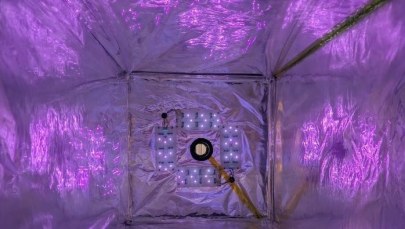 Czy naukowcy z Kopenhagi uratują schabowego?