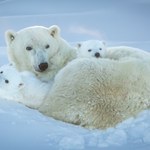 Czy niedźwiedzie polarne przeżyją na lądzie? Naukowcy mówią jasno