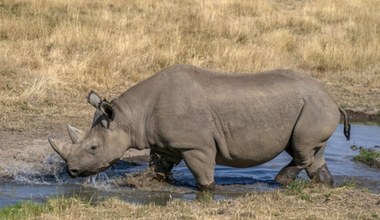 Czy nosorożce bronią się przed kłusownikami ewolucją?