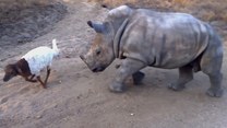 Czy nosorożec „zmienia się” w owcę? 
