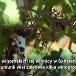 Czy ocieplenie klimatu zmieni smak wina?