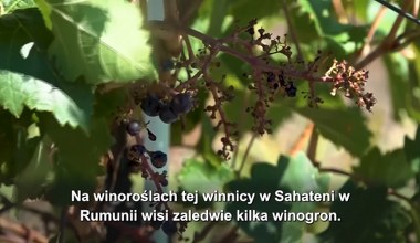 Czy ocieplenie klimatu zmieni smak wina?