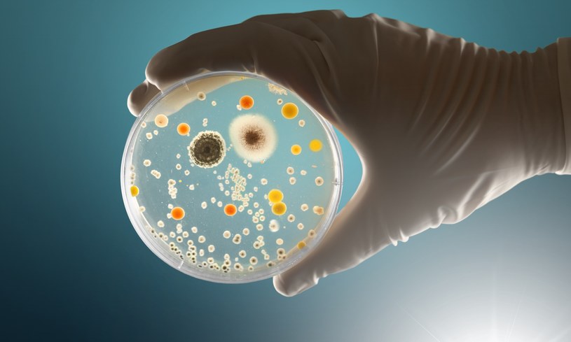 Czy odnaleziona bakteria będzie się rozprzestrzeniać na inne regiony USA? /123RF/PICSEL