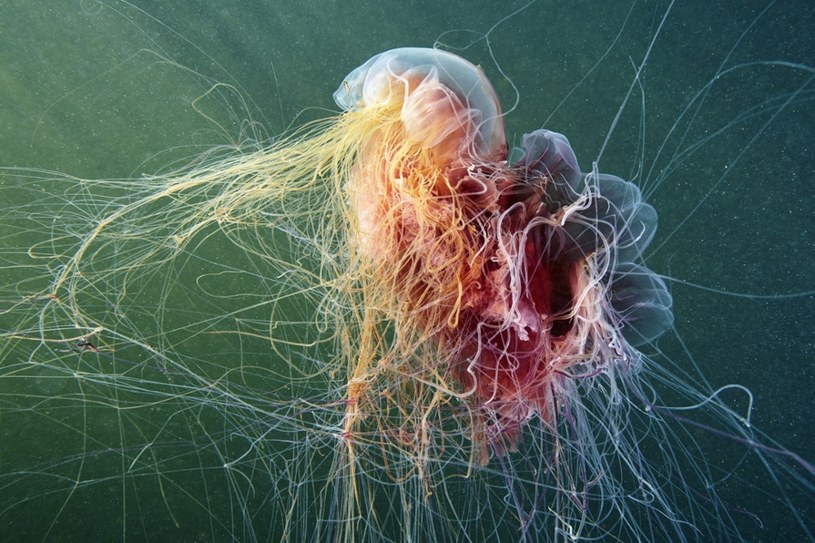 Czy olbrzymia meduza to po prostu glony? Mogłyby to być bruzdnice lub skupiska sięgających aż sześćdziesięciu metrów wielkości brunatnic /ALEXANDER SEMENOV/Science Photo Library /East News