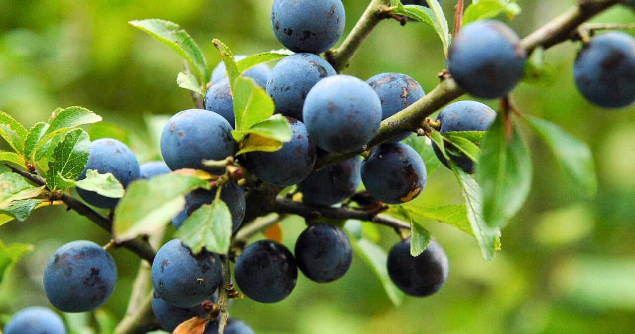 Czy owoce tarniny to ciarki? Wyjątkowe smakołyki jesieni /East News /East News