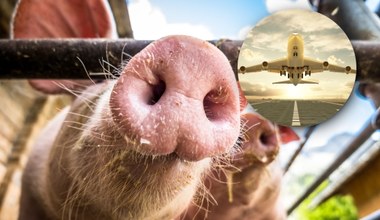 Czy paliwo lotnicze z tłuszczu świń jest ekologiczne? Naukowcy w to wątpią 