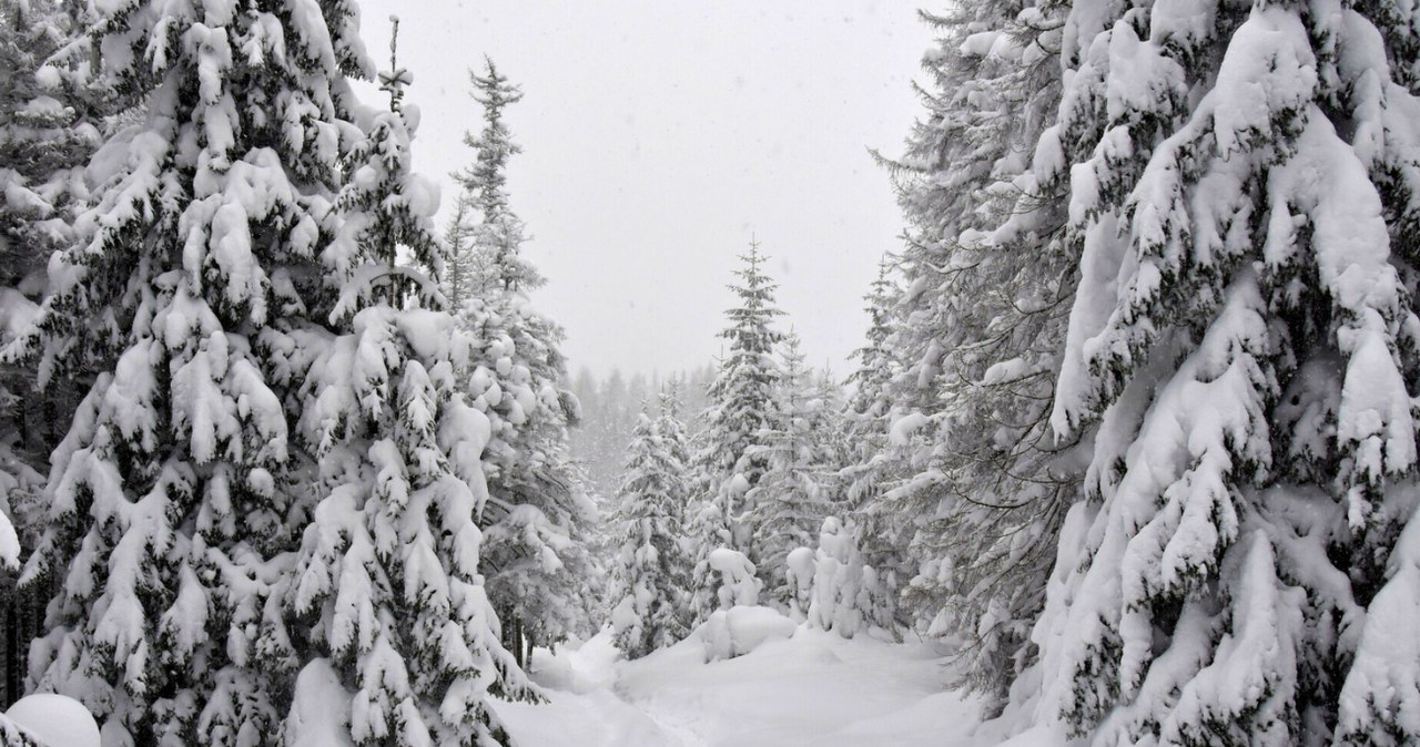 Czy pchły śnieżne są szkodliwe? /Albin Marciniak/East News /East News